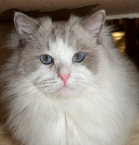 Chat 5