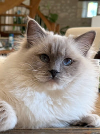 Chat 1