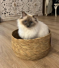 Chat 3
