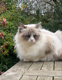 Chat 4